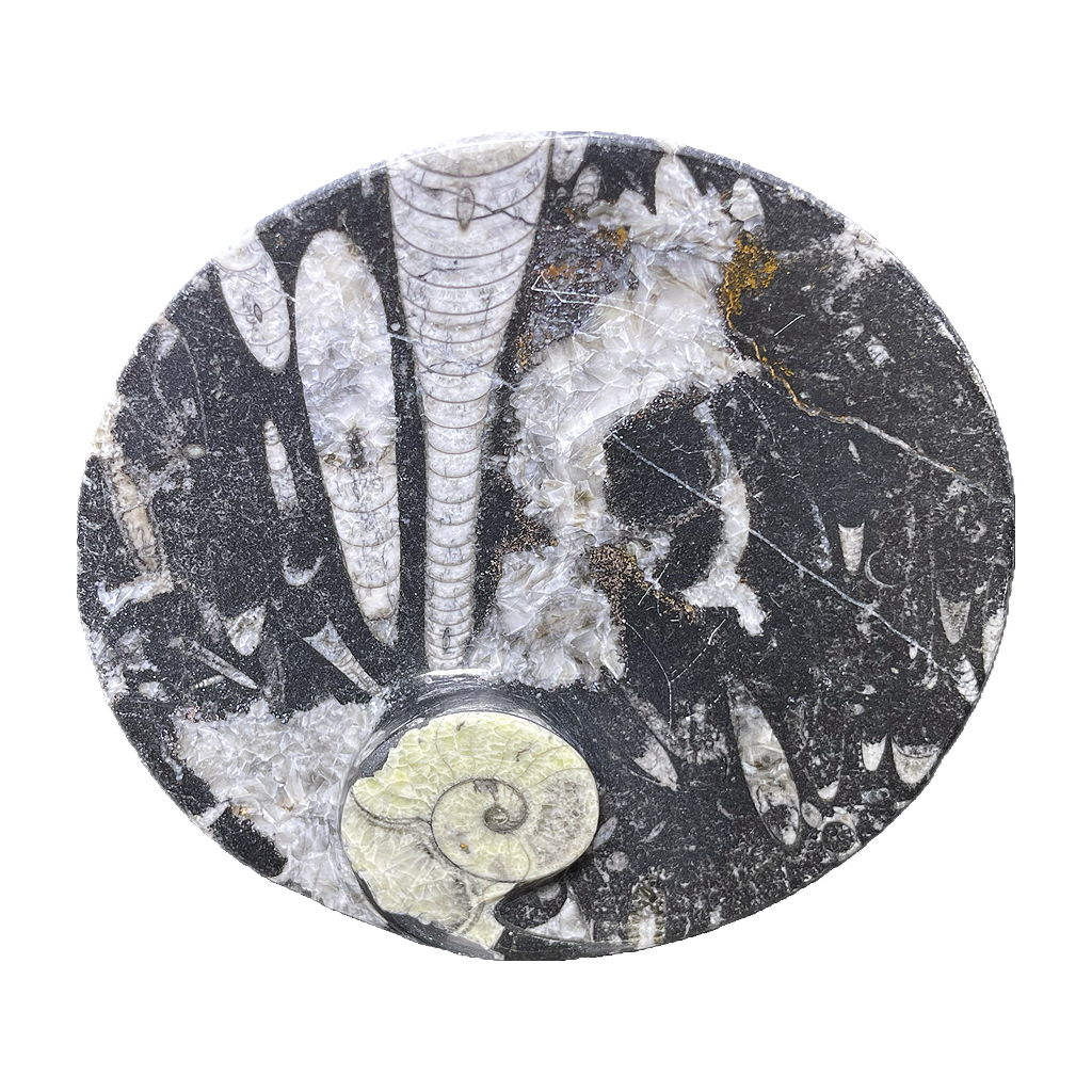 Fossilized Plate