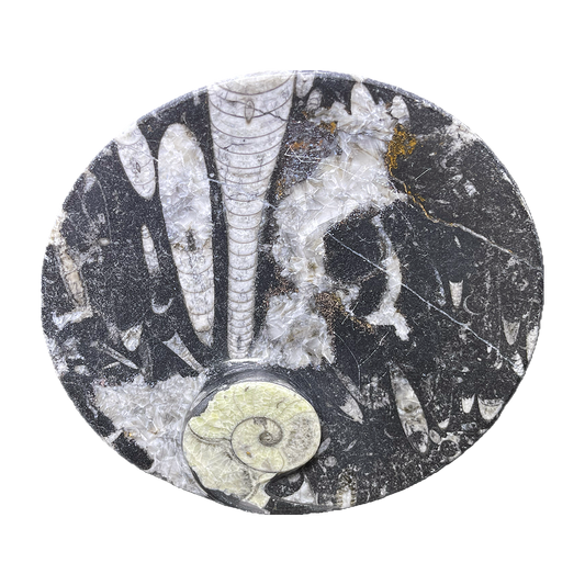 Fossilized Plate