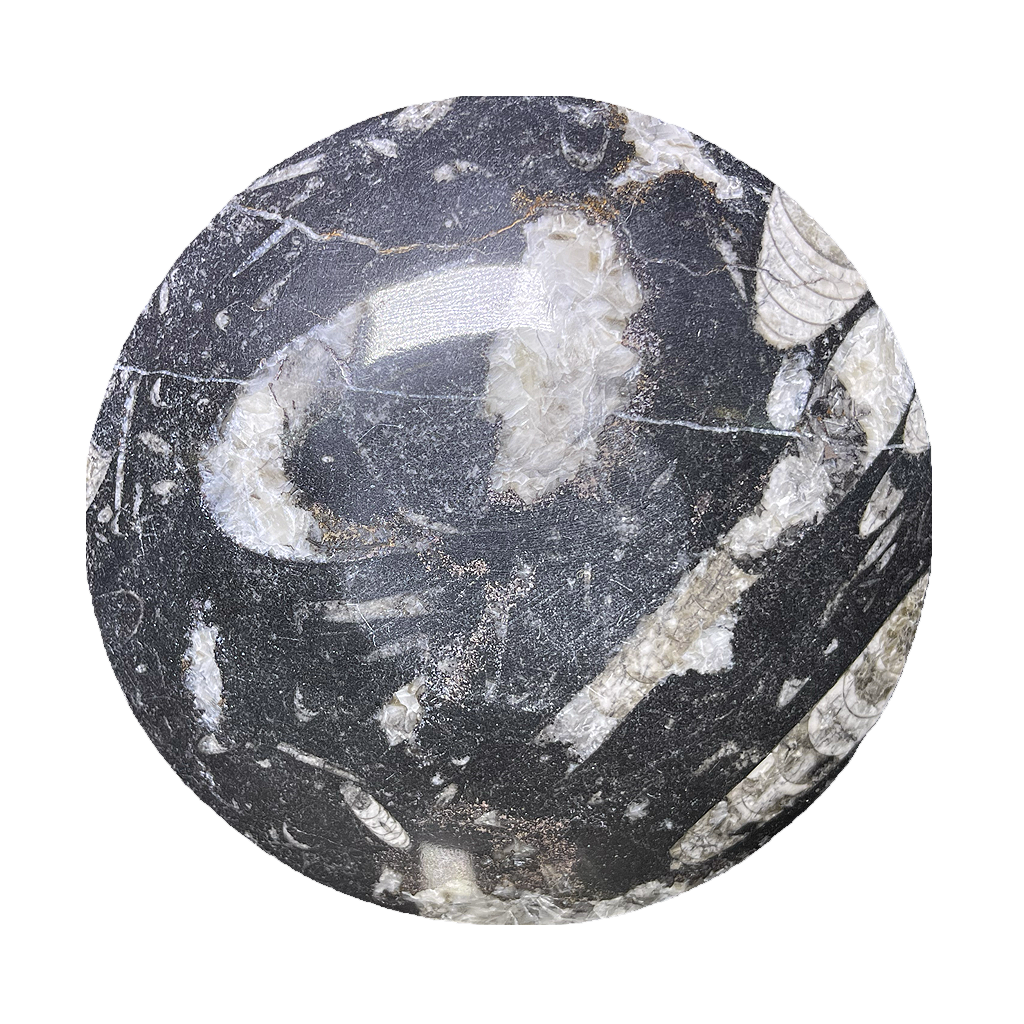 Fossilized Plate