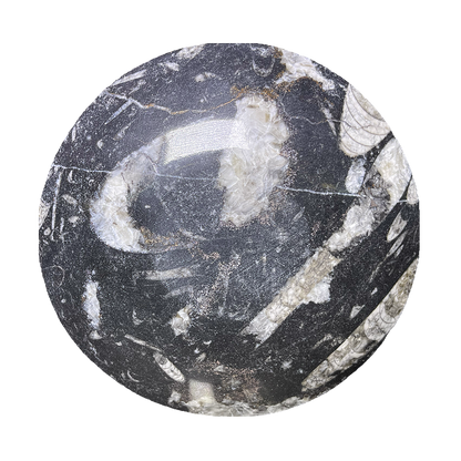Fossilized Plate