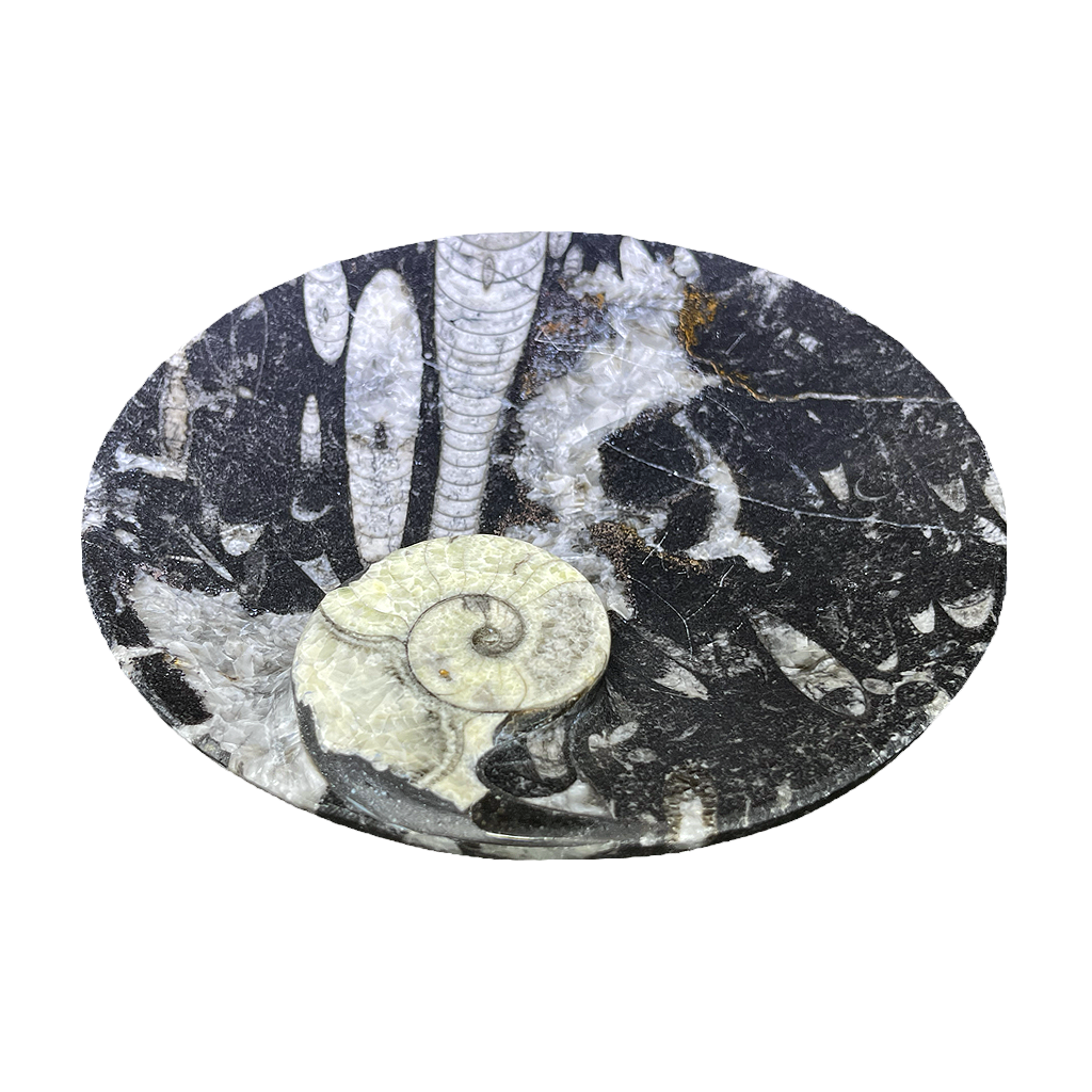 Fossilized Plate