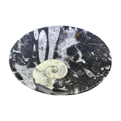 Fossilized Plate