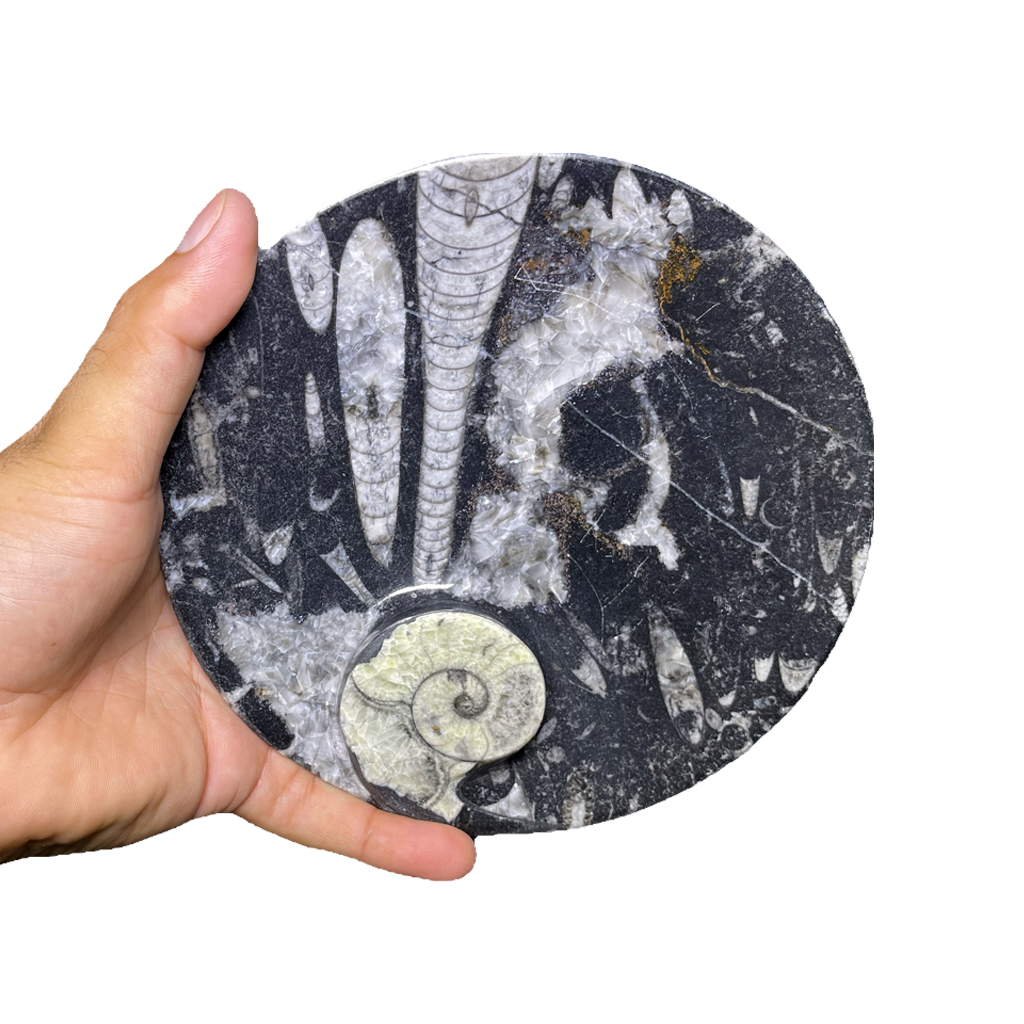 Fossilized Plate