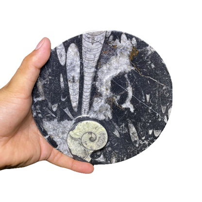 Fossilized Plate