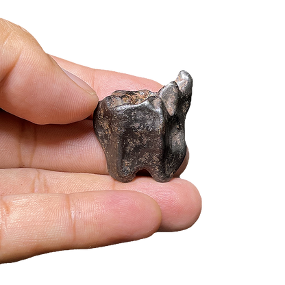 Shikote Iron Meteorite