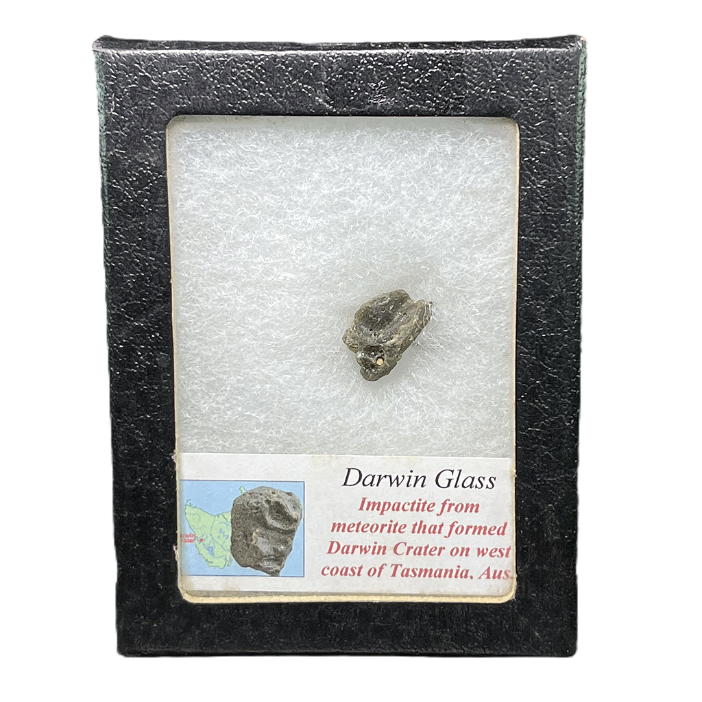 Darwin Glass