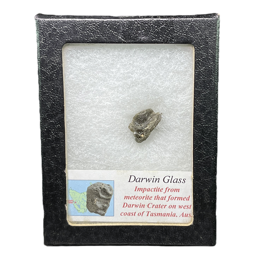 Darwin Glass