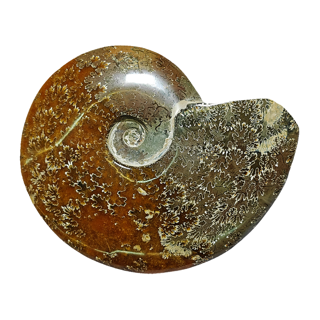 Ammonite (Cleoniceras)