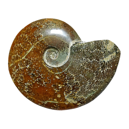 Ammonite (Cleoniceras)