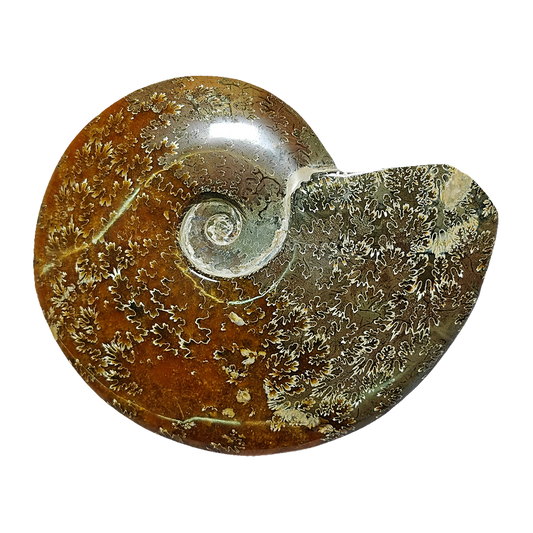 Ammonite (Cleoniceras)