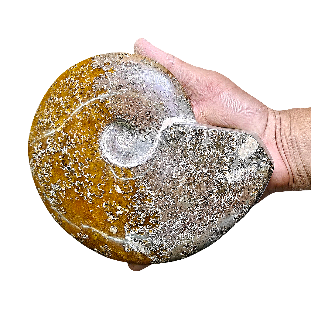 Ammonite (Cleoniceras)
