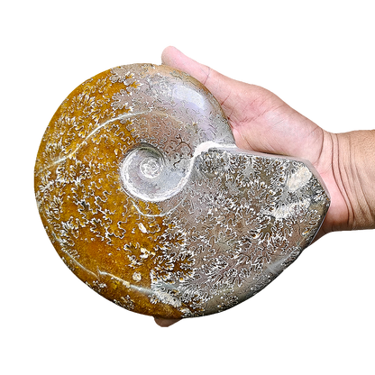 Ammonite (Cleoniceras)