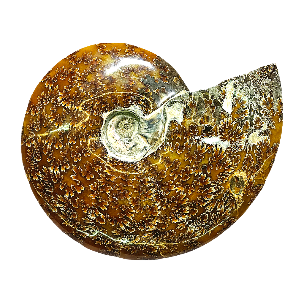 Ammonite (Cleoniceras)