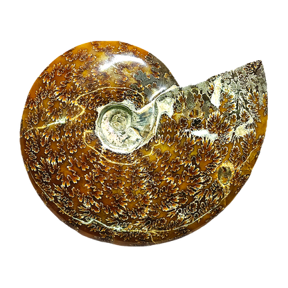 Ammonite (Cleoniceras)