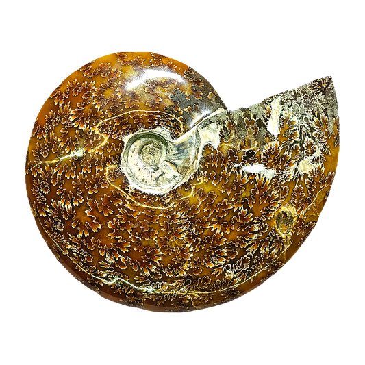 Ammonite (Cleoniceras)