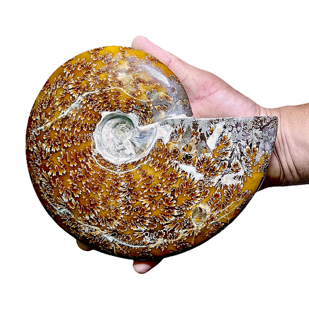 Ammonite (Cleoniceras)