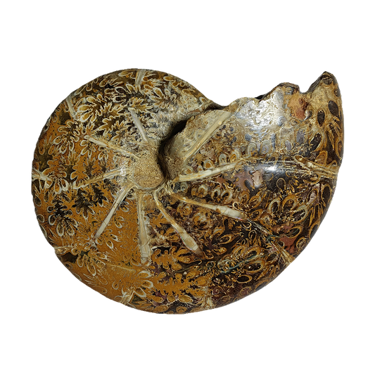 Ammonite (Cleoniceras)