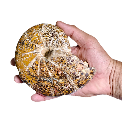 Ammonite (Cleoniceras)
