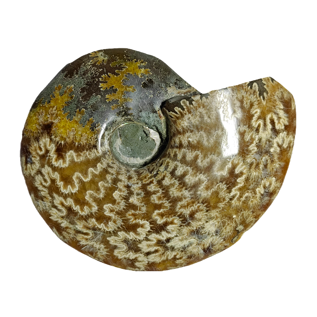 Ammonite (Cleoniceras)