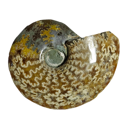 Ammonite (Cleoniceras)