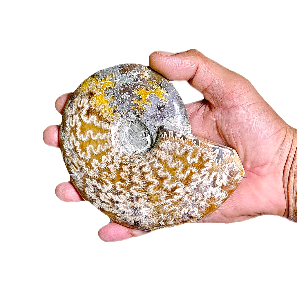 Ammonite (Cleoniceras)