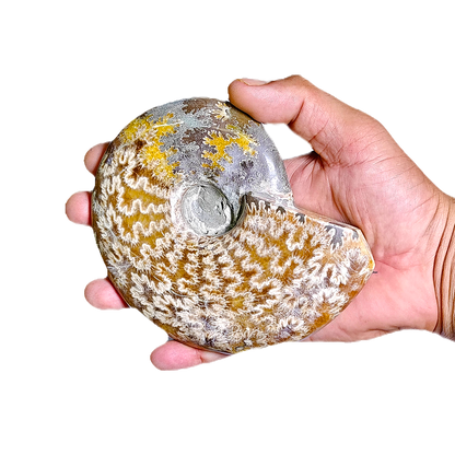 Ammonite (Cleoniceras)