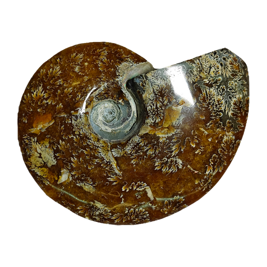 Ammonite (Cleoniceras)