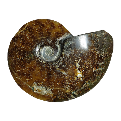 Ammonite (Cleoniceras)
