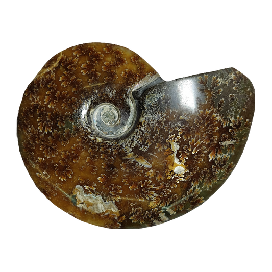 Ammonite (Cleoniceras)