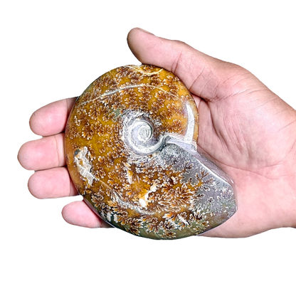 Ammonite (Cleoniceras)