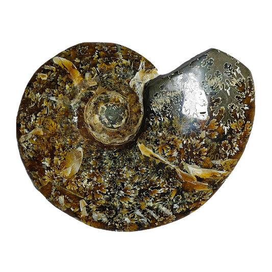Ammonite (Cleoniceras)