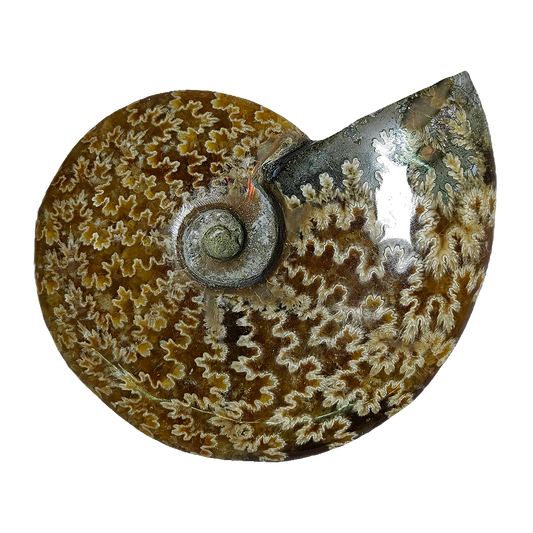Ammonite (Cleoniceras)