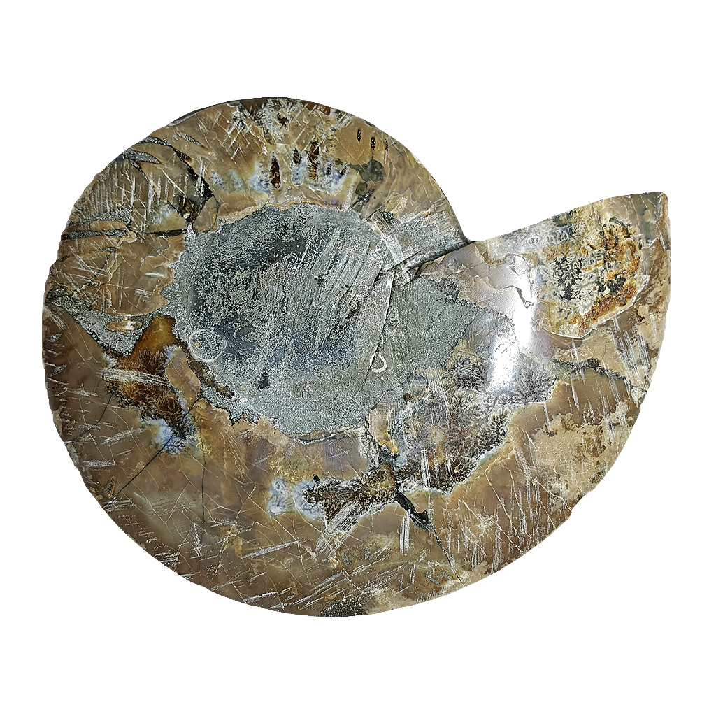 Ammonite (Cleoniceras) Sliced
