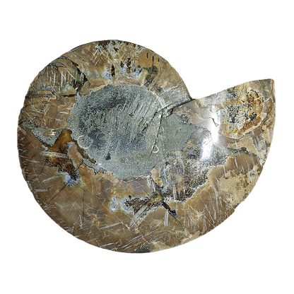 Ammonite (Cleoniceras) Sliced