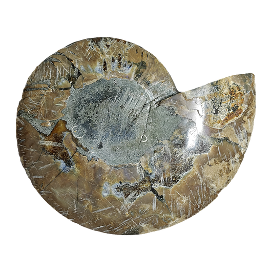 Ammonite (Cleoniceras) Sliced