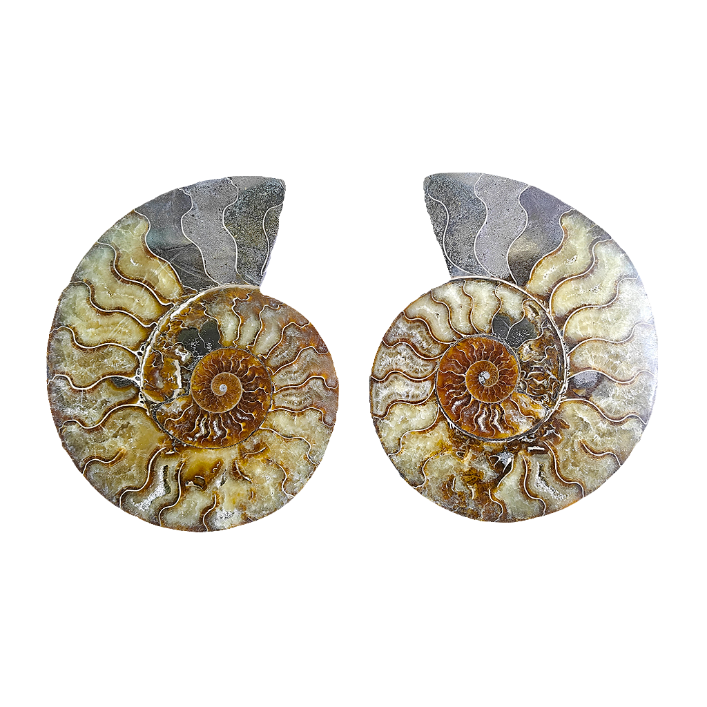 Ammonite (Cleoniceras) Sliced