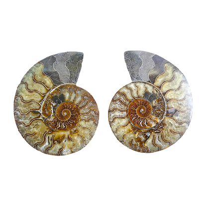 Ammonite (Cleoniceras) Sliced
