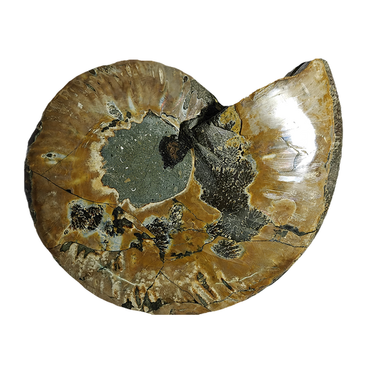 Ammonite (Cleoniceras) Sliced