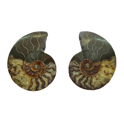 Ammonite (Cleoniceras) Sliced