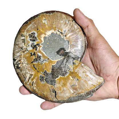 Ammonite (Cleoniceras) Sliced