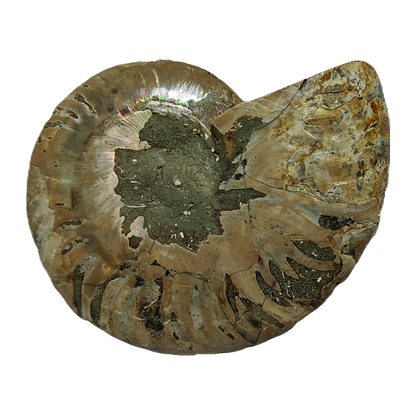 Ammonite (Cleoniceras) Sliced