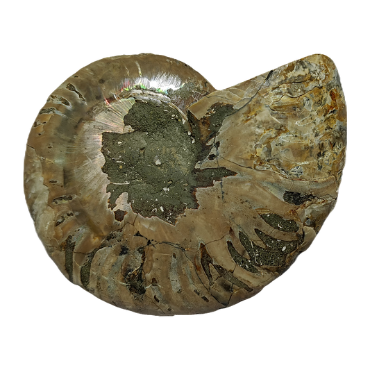Ammonite (Cleoniceras) Sliced