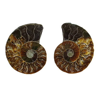 Ammonite (Cleoniceras) Sliced