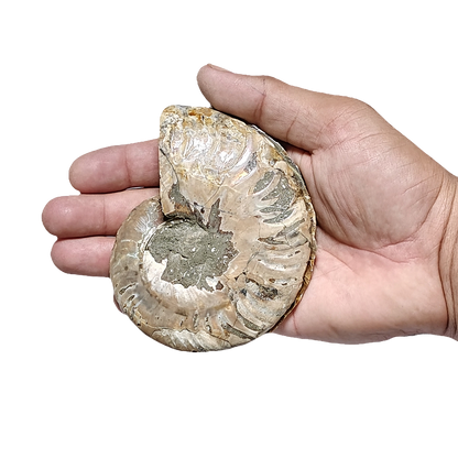 Ammonite (Cleoniceras) Sliced