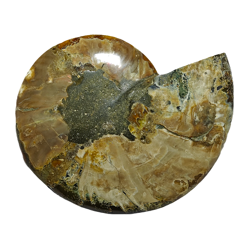 Ammonite (Cleoniceras) Sliced