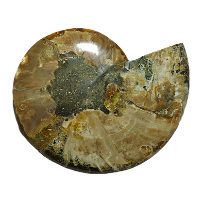 Ammonite (Cleoniceras) Sliced