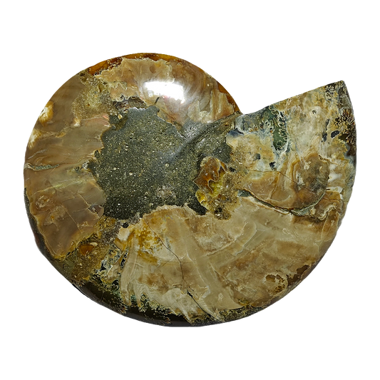 Ammonite (Cleoniceras) Sliced