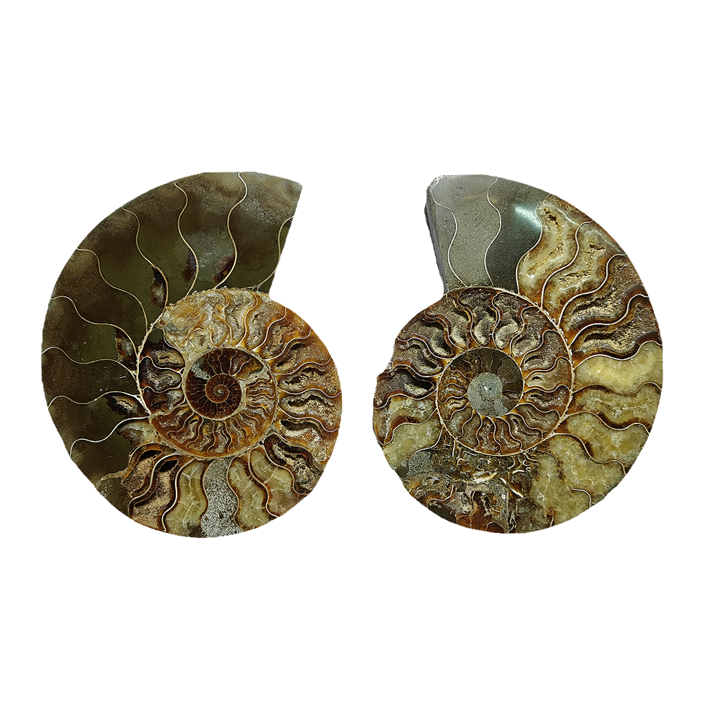 Ammonite (Cleoniceras) Sliced
