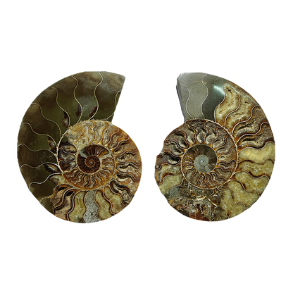 Ammonite (Cleoniceras) Sliced
