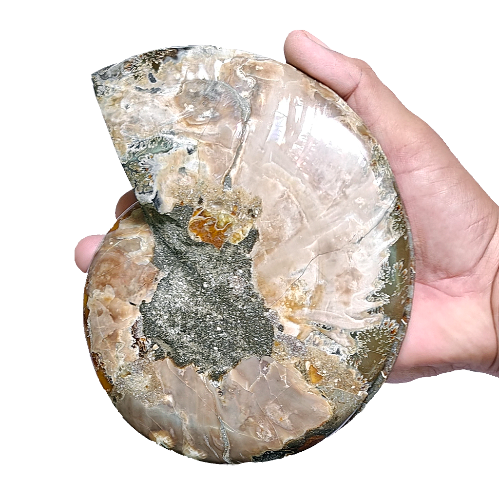 Ammonite (Cleoniceras) Sliced